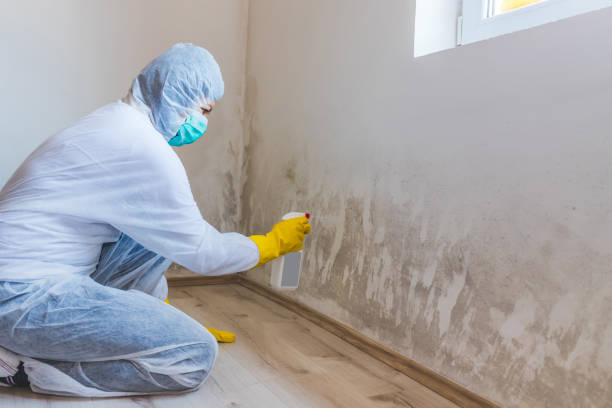 Licensed Mold Testing service in Apex, NC - WQB Mold Removal
