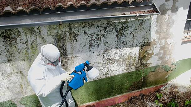 Top rated local Mold Testing specialists in Apex, NC